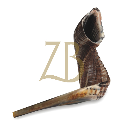 Non Kosher Shofar -Sm 20-25cm